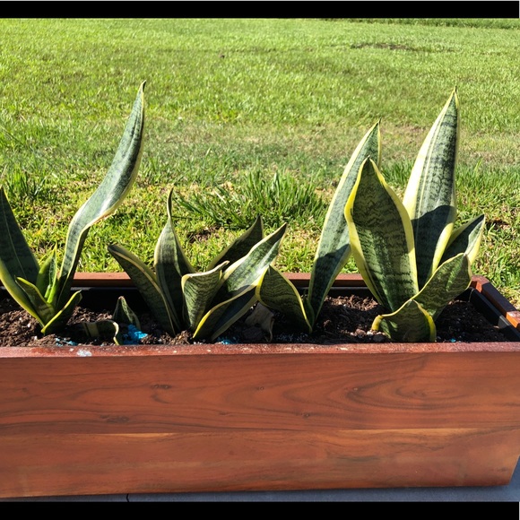 Meet your Posher, Mee - Picture 1 of 1